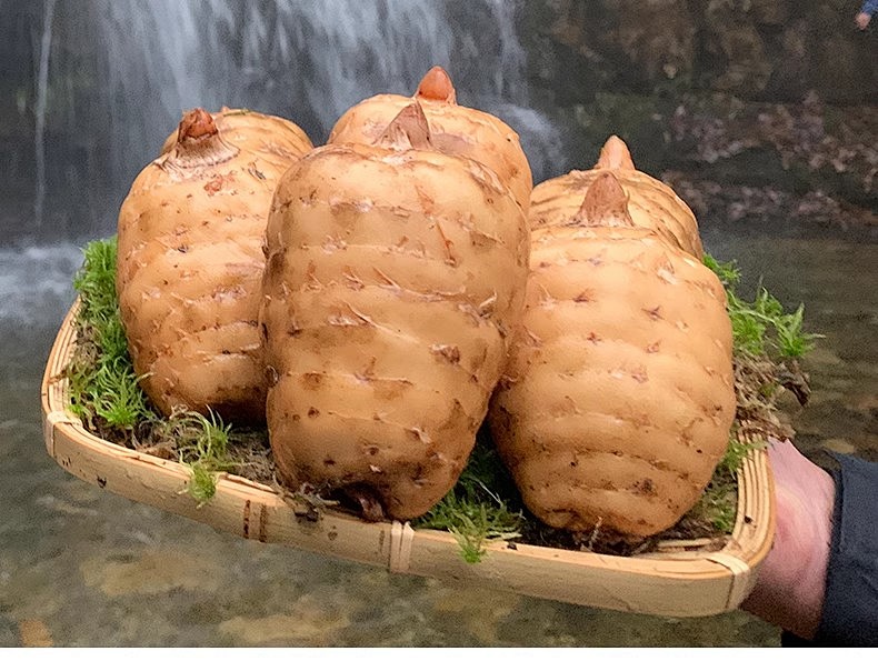 好龄树·云南天麻