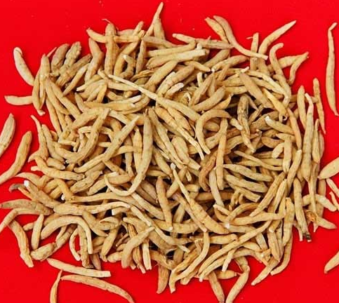 好龄树·拓荣太子参