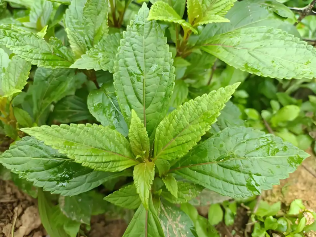 好龄树·溪黄草