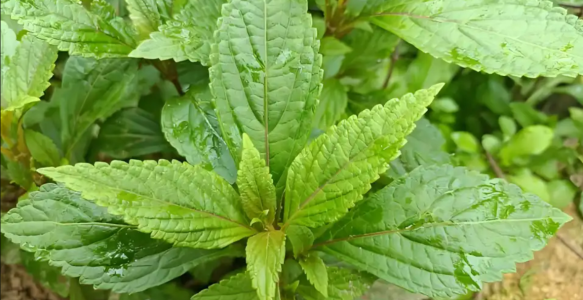 【道地药材巡礼·福建篇-溪黄草】