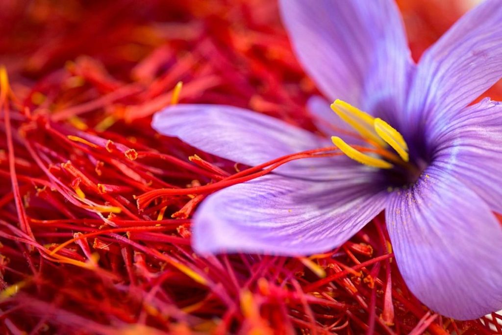 好龄树·藏红花