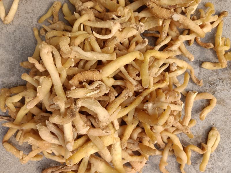 好龄树·玉竹