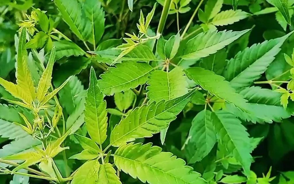 好龄树·黄荆条
