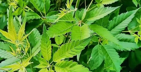 【道地药材巡礼・山东篇-黄荆条】