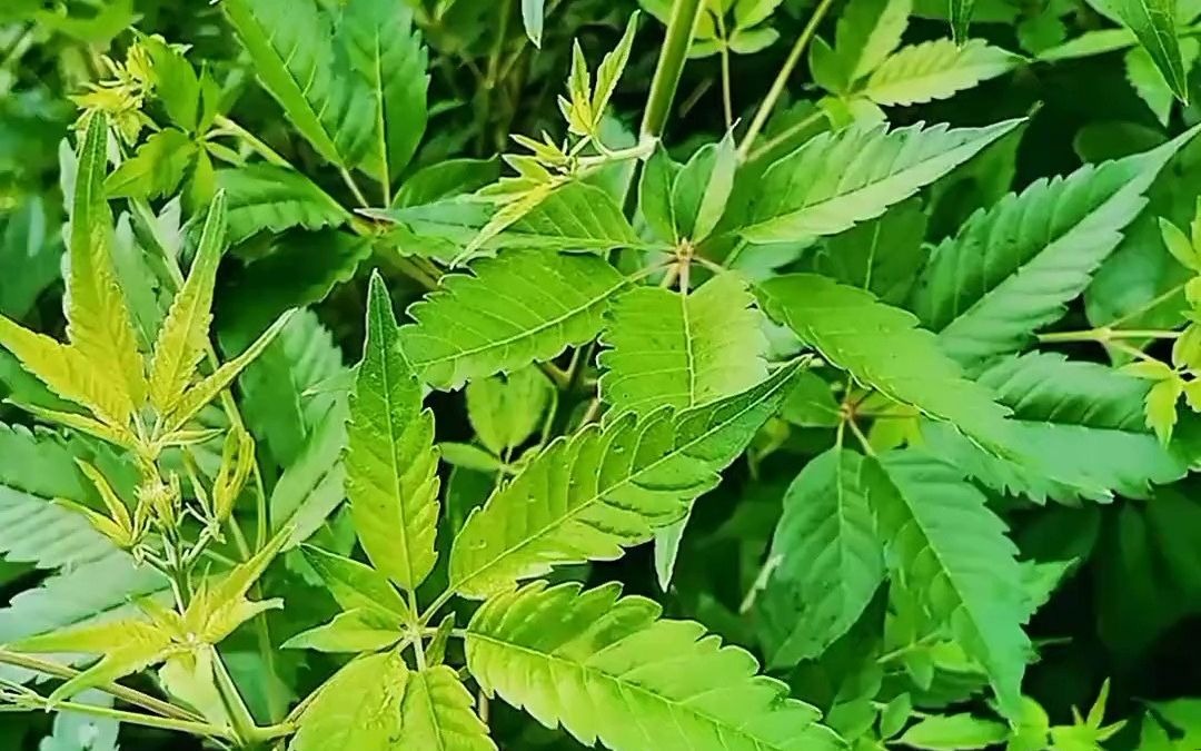 【道地药材巡礼・山东篇-黄荆条】