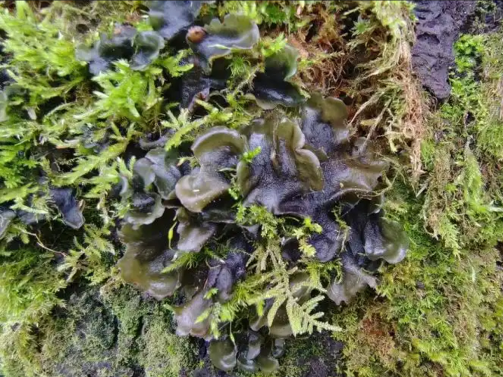 好龄树·地衣石耳
