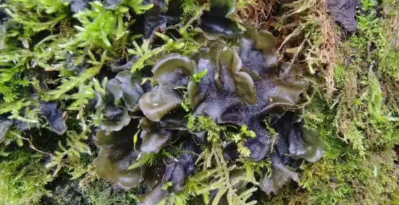 【道地药材巡礼・浙江篇-岩衣】