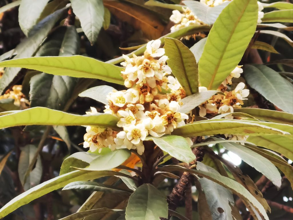 好龄树·枇杷花