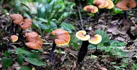 【道地药材巡礼・四川篇-灵芝】