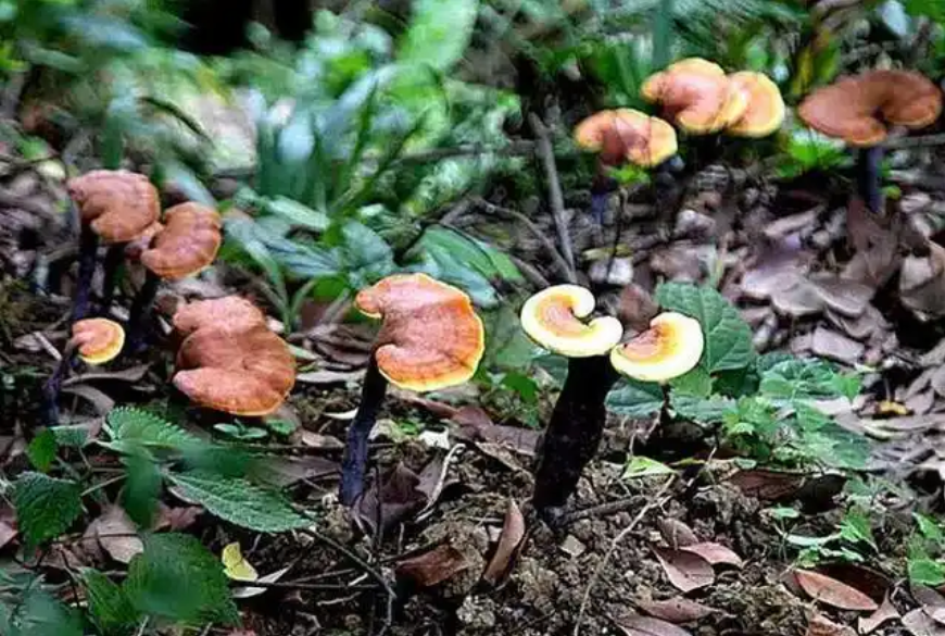 【道地药材巡礼・四川篇-灵芝】