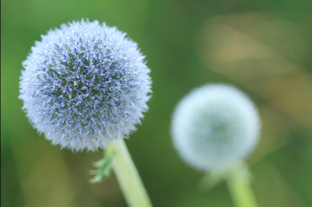 好龄树·漏芦花