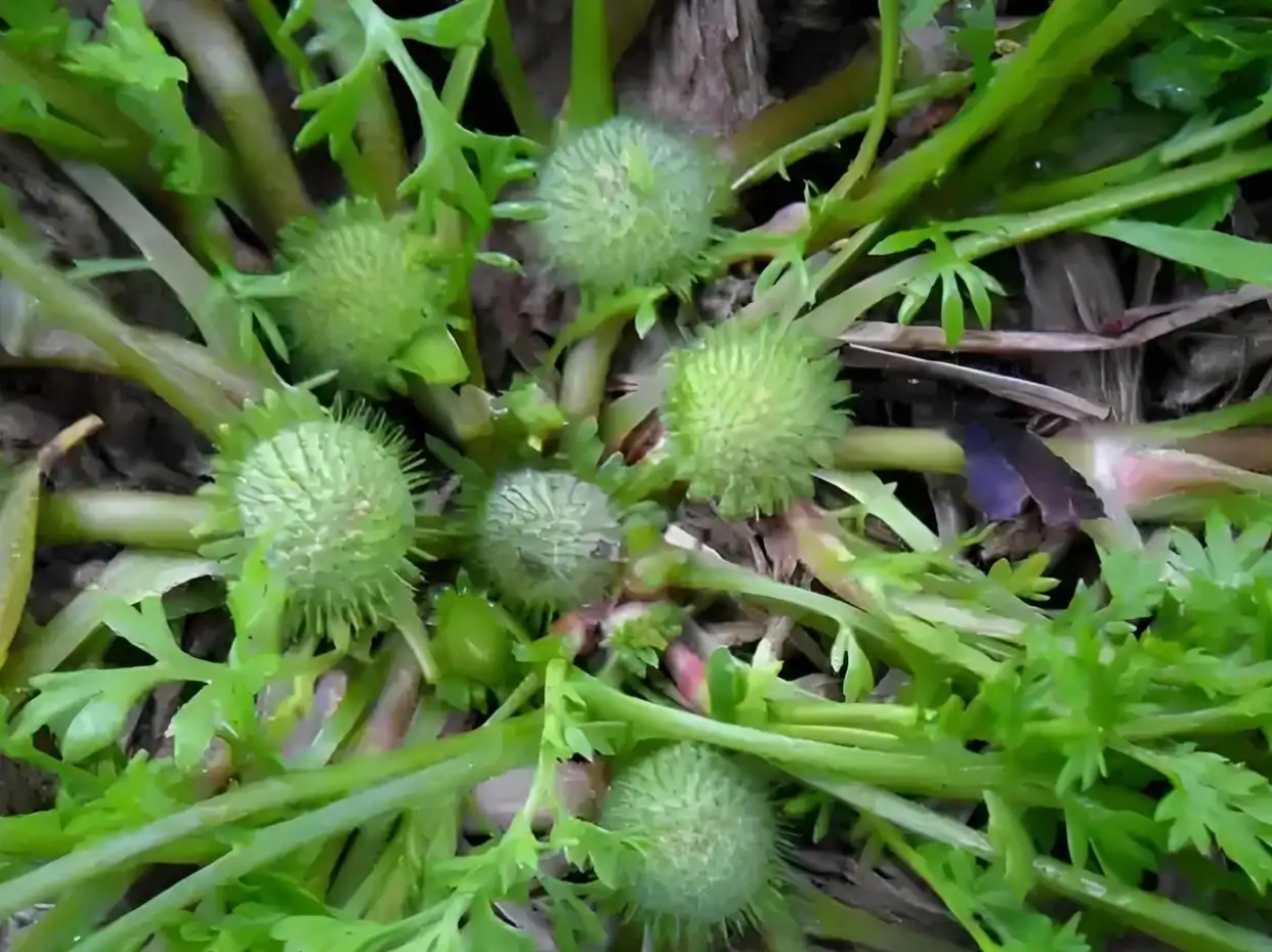 【道地药材巡礼・青海篇-裸茎菊】